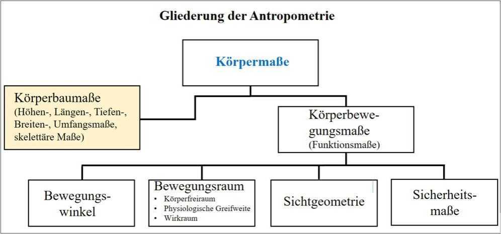 Aufteilung der Mass und Funktionen des menschlichen Koerpers